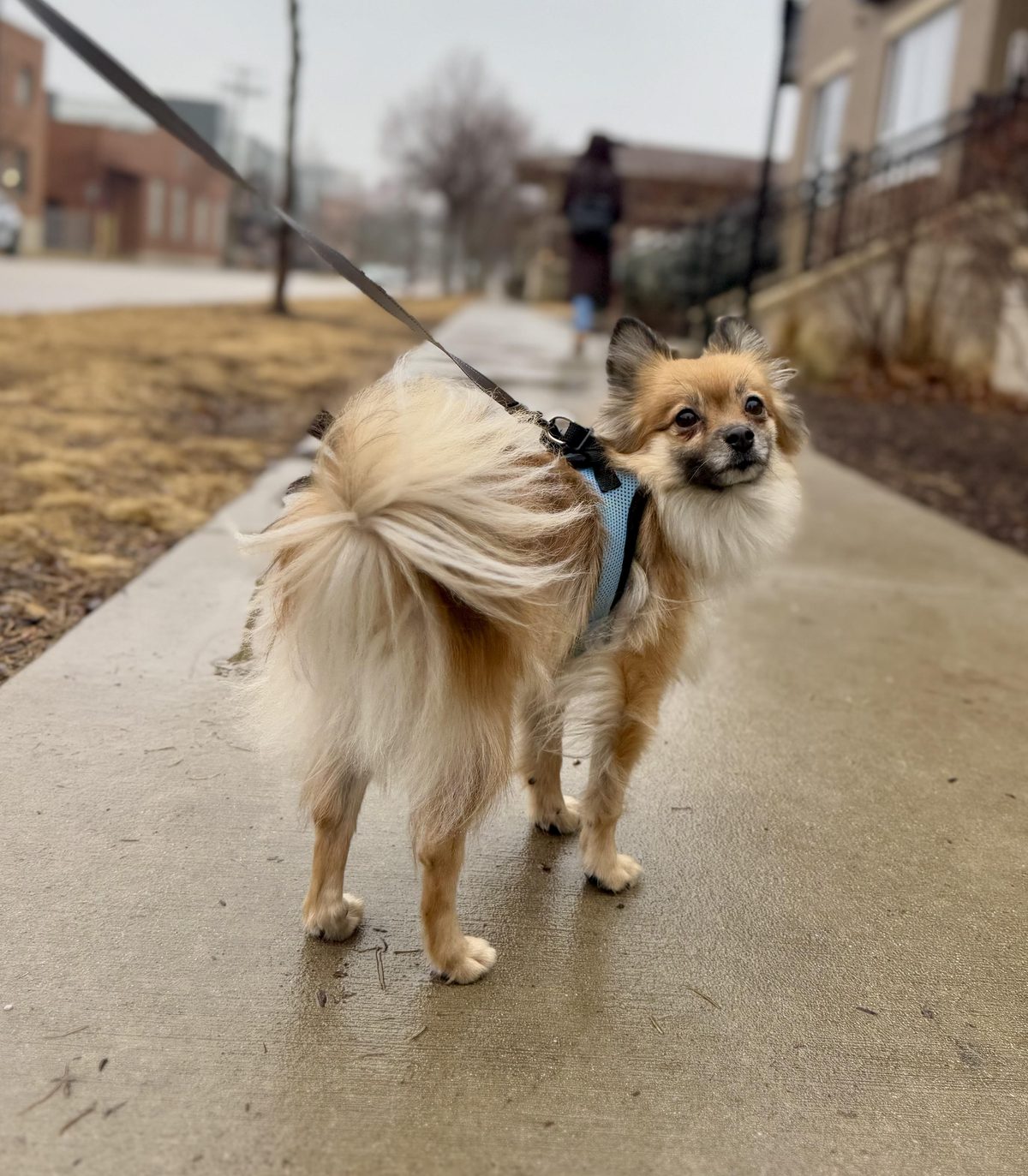 Evie on a dog walk