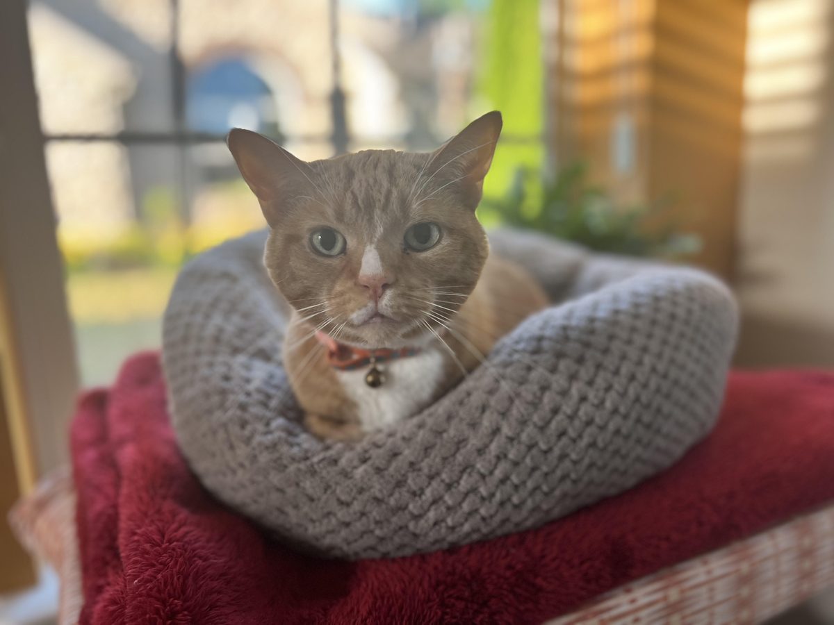 Cat during a pet sitting visit
