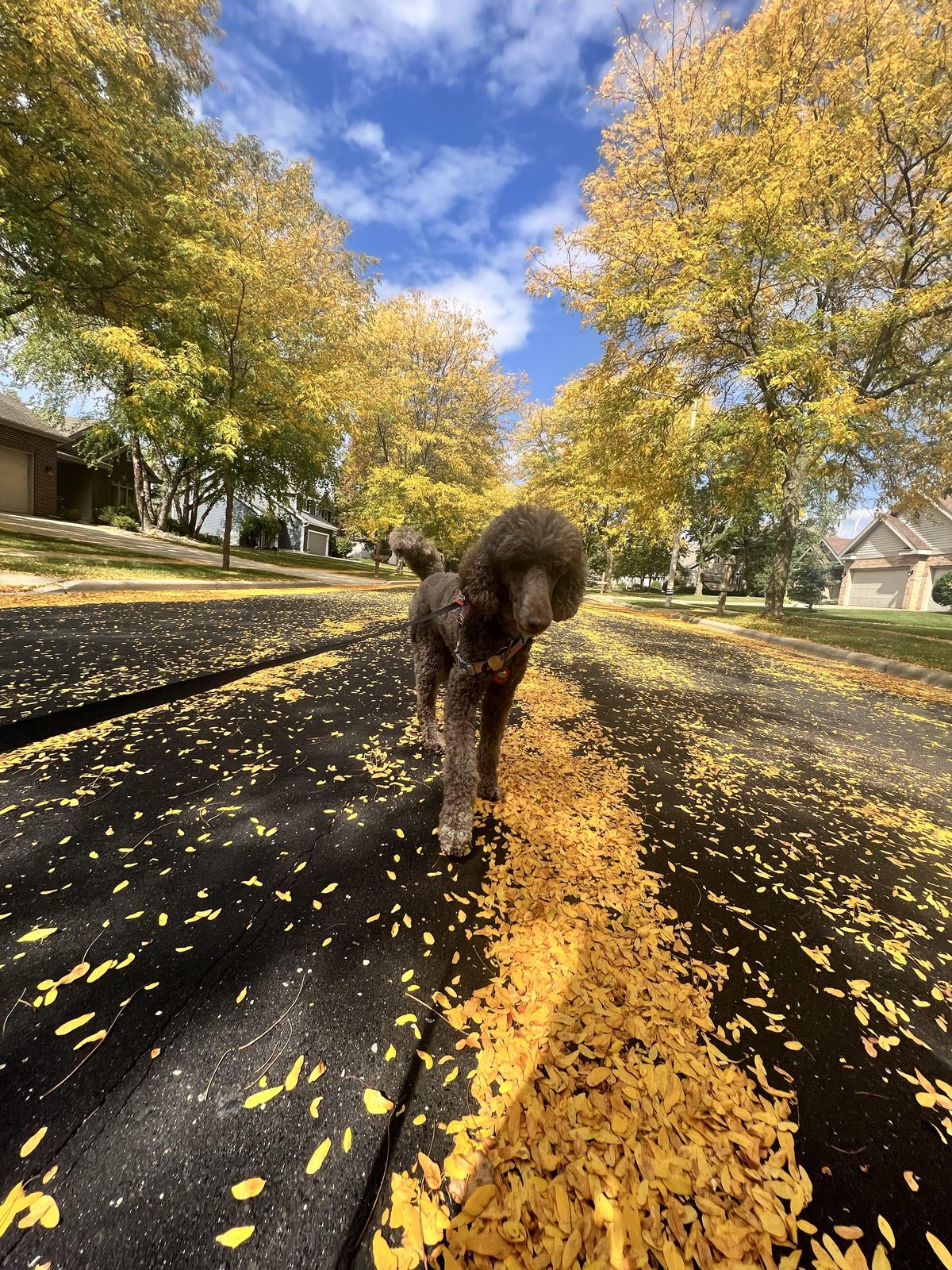 Coco on a fall walk
