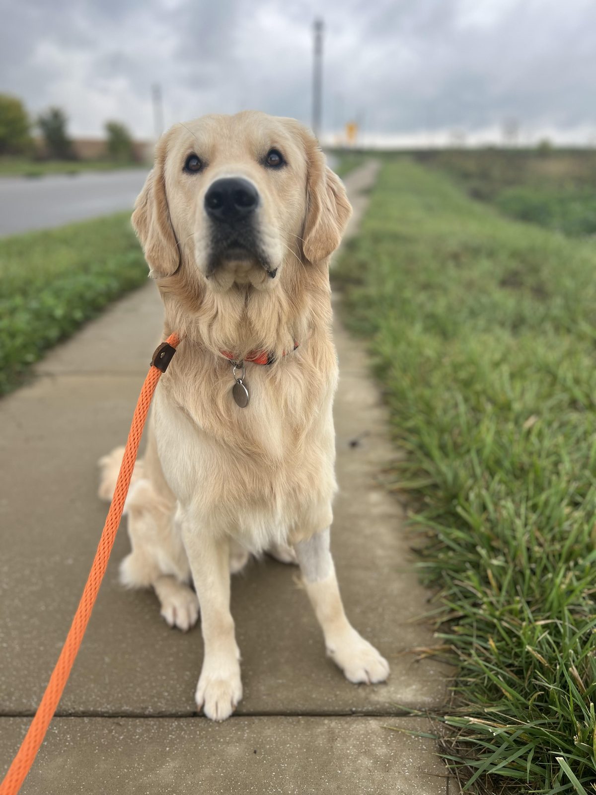 Rufus on a dog walk