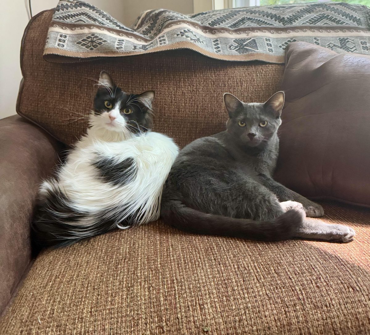 Cats during a pet sitting visit