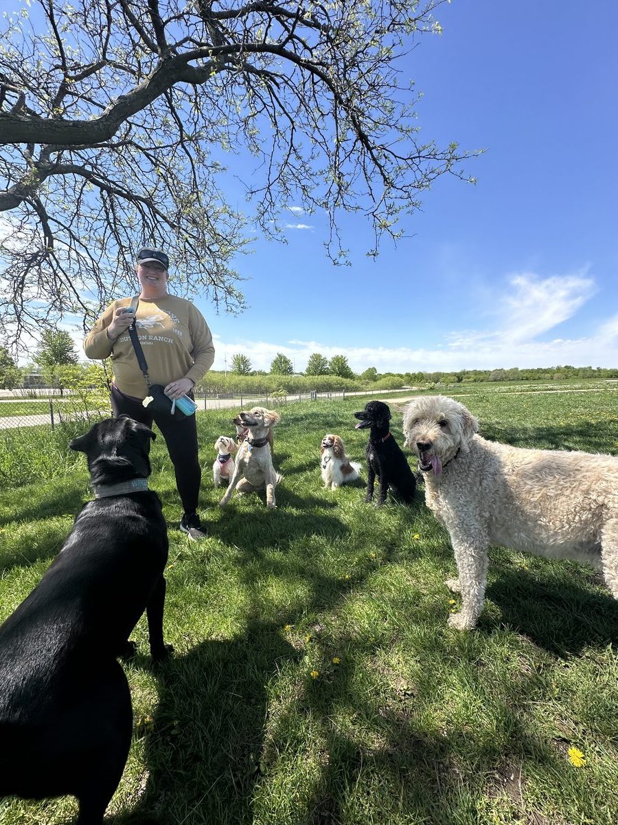 Dogs at the dog park