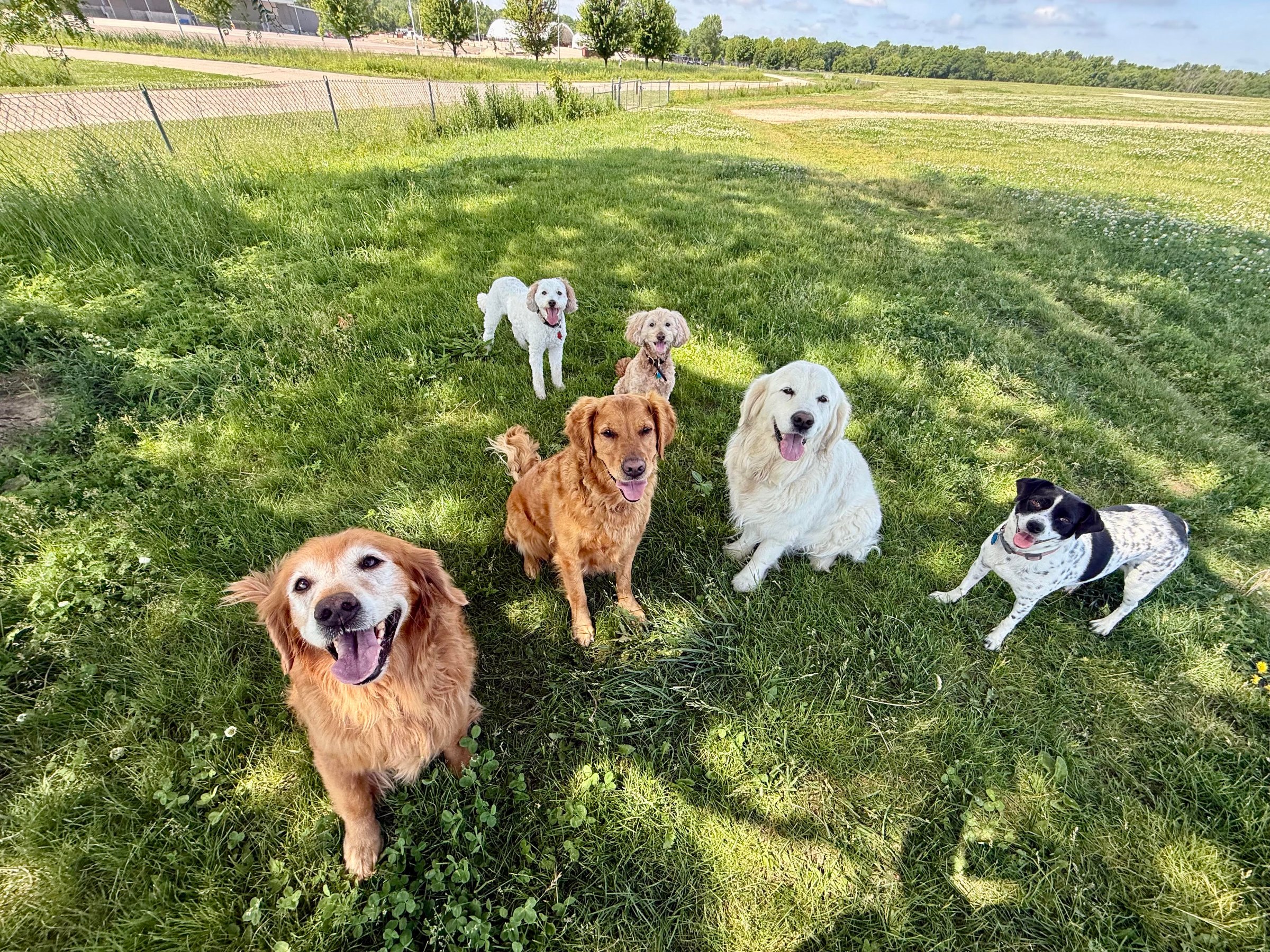 Two happy dogs playing in an open grassy field on a Green Dog outing in Madison, Wisconsin